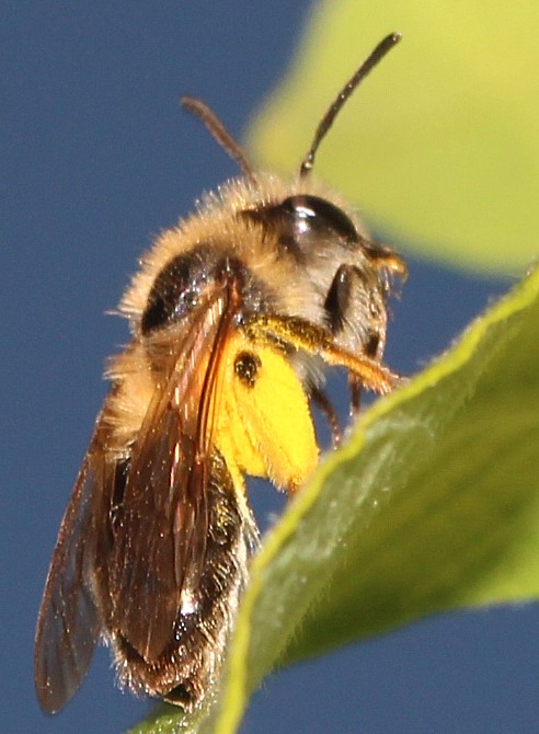 Andrena mitis-w